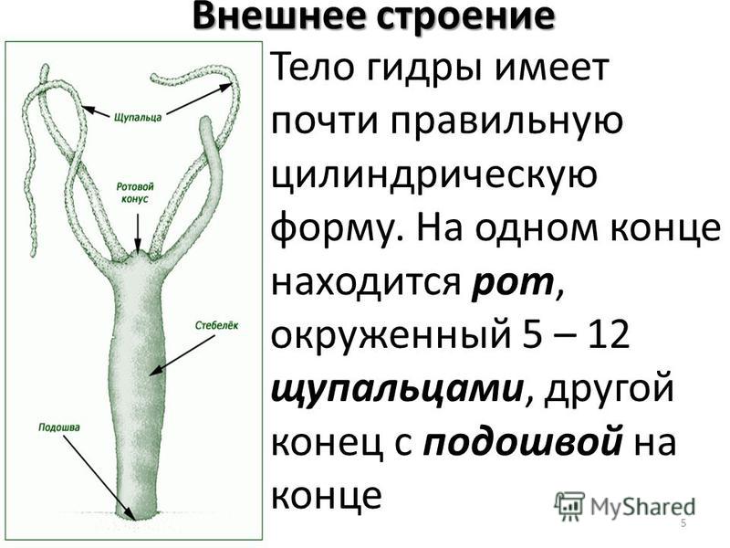 Kraken onion вход